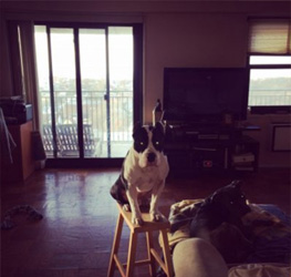 Batman — Official Company Mascot